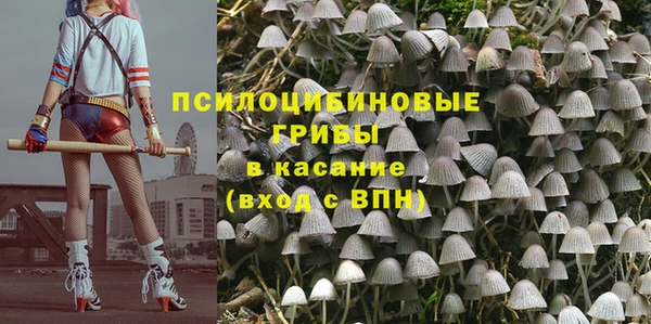 прущие грибы Медвежьегорск